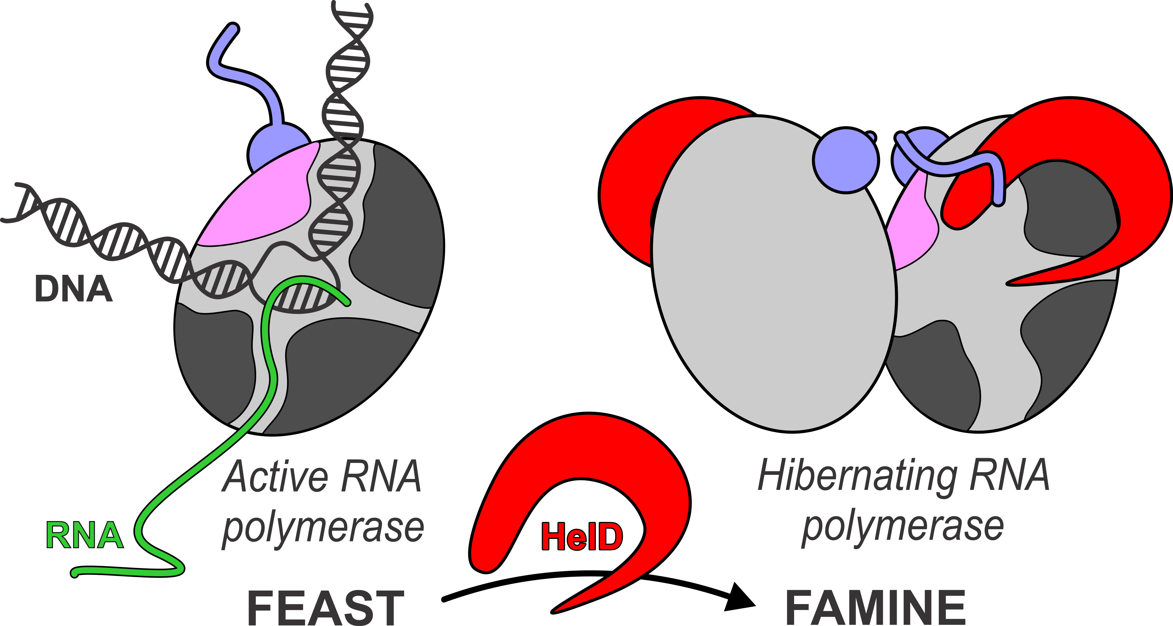 RNA Polymerases Hibernate Together During Tough Times | Department Of ...