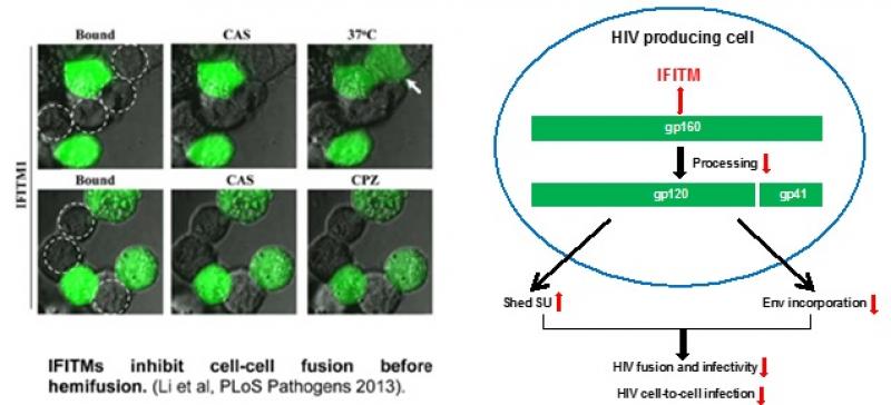 IFITMs-Inhibit-Cell-HIV-Producing-Cell IFITMs-Inhibit-Cell-HIV-Producing-Cell