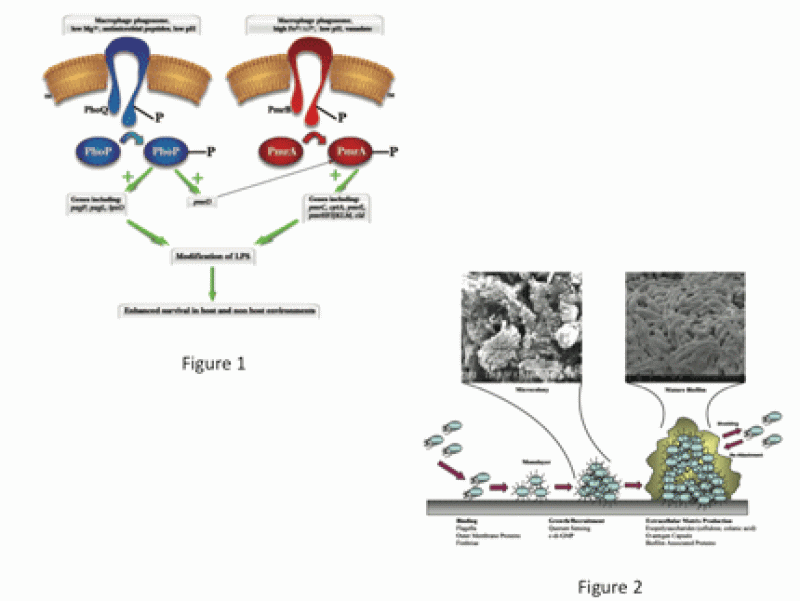 Cell movement diagrams.