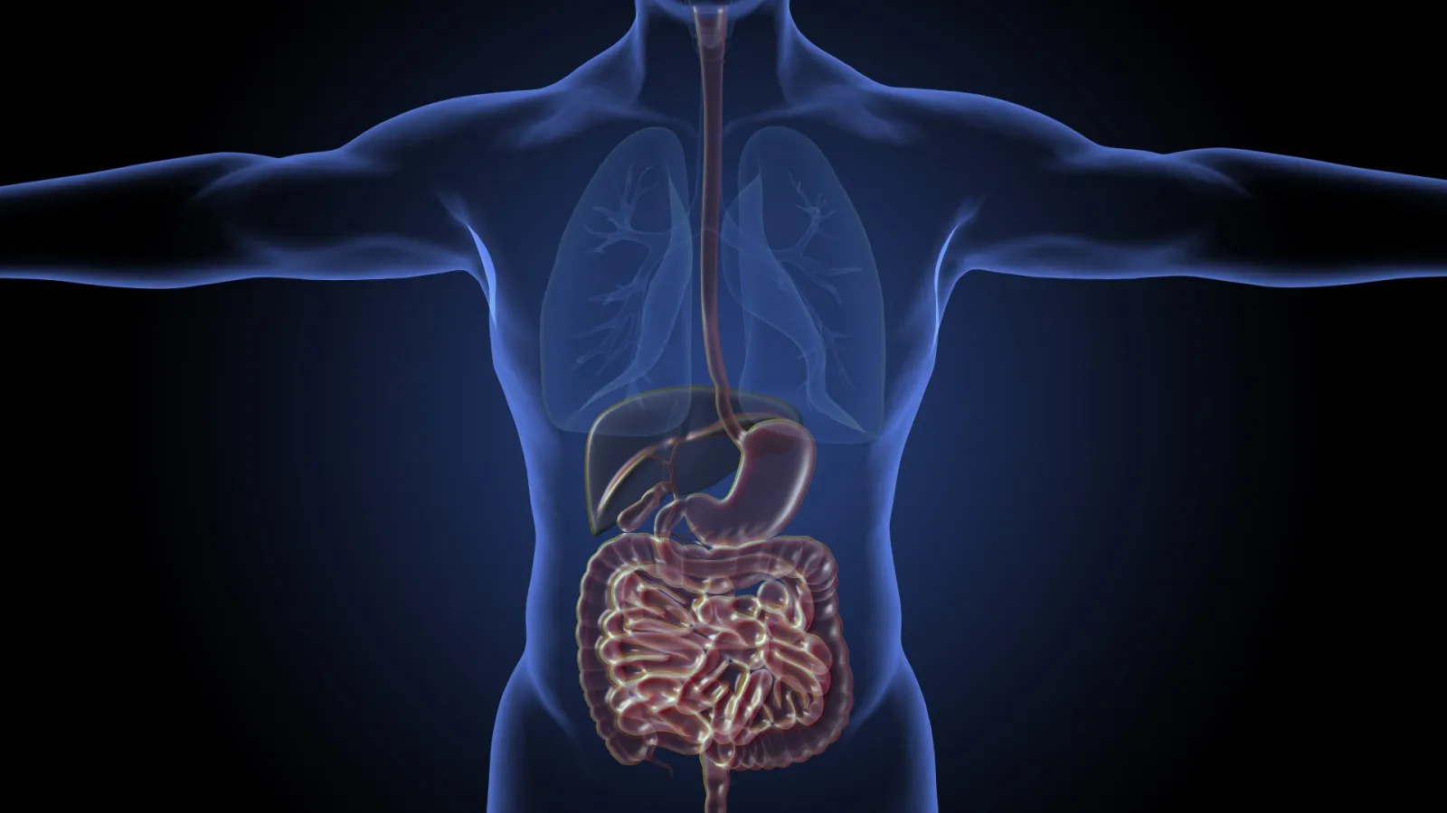 Gut Bacteria