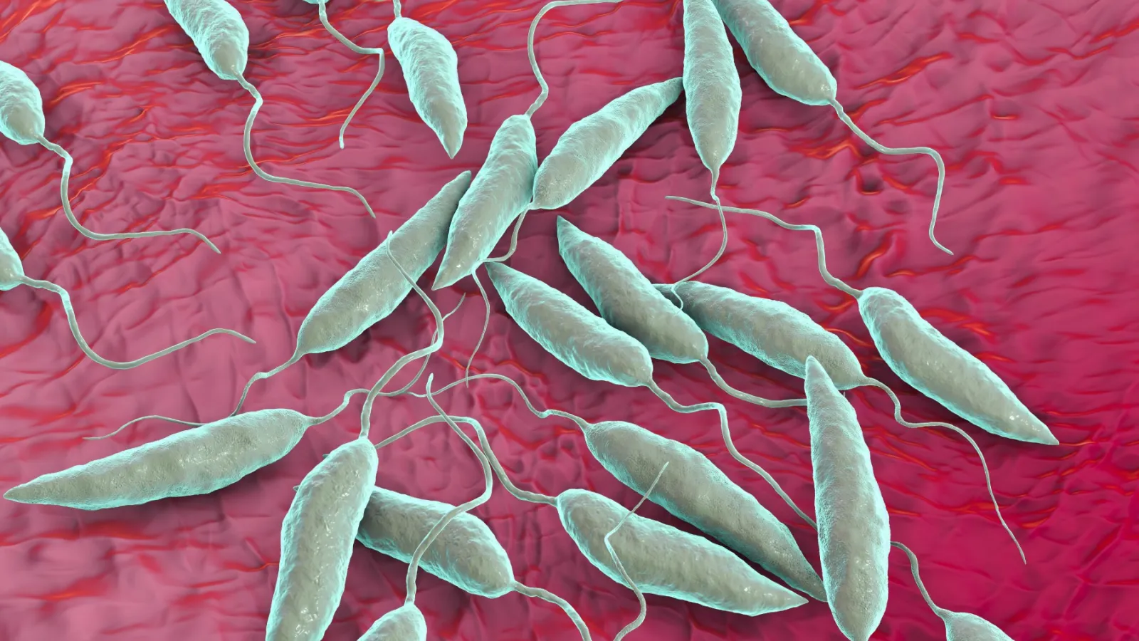 Life Cycle of Parasite Leishmaniasis