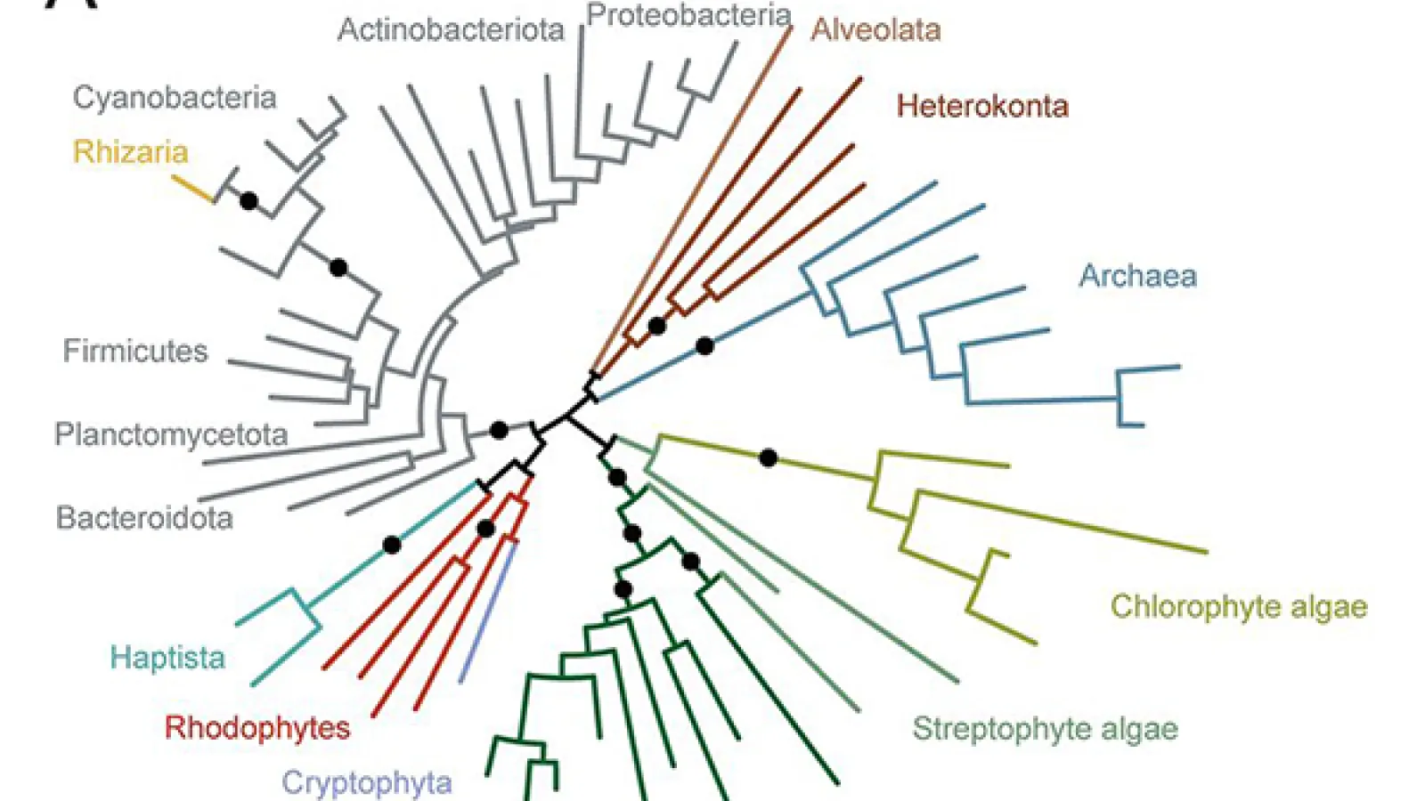 Phylogenetic tree