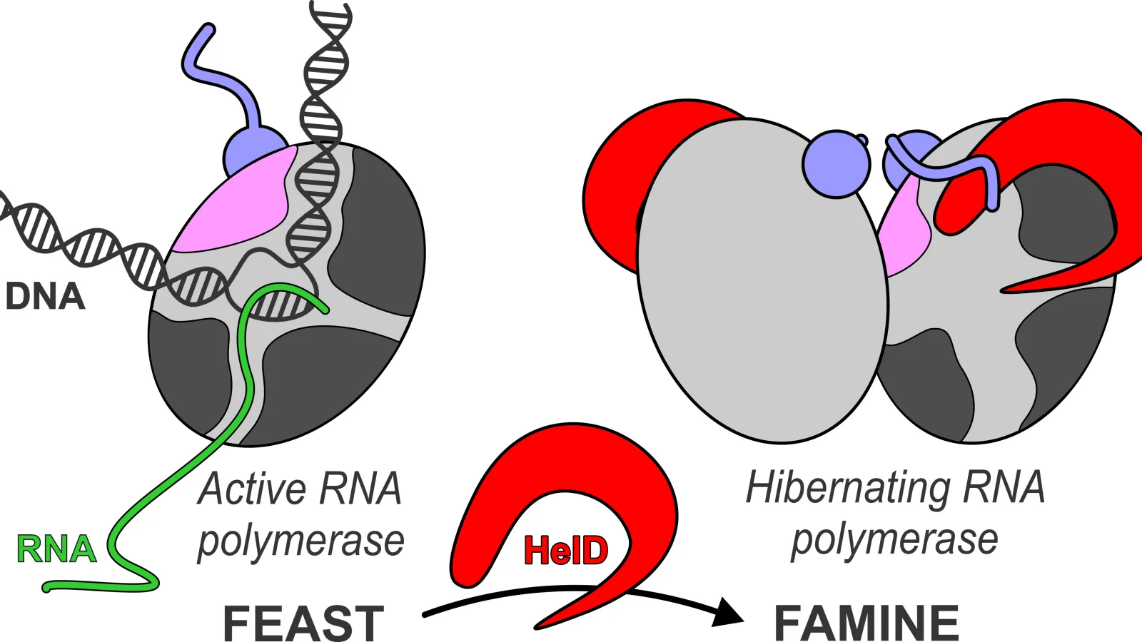 RNA polymerases