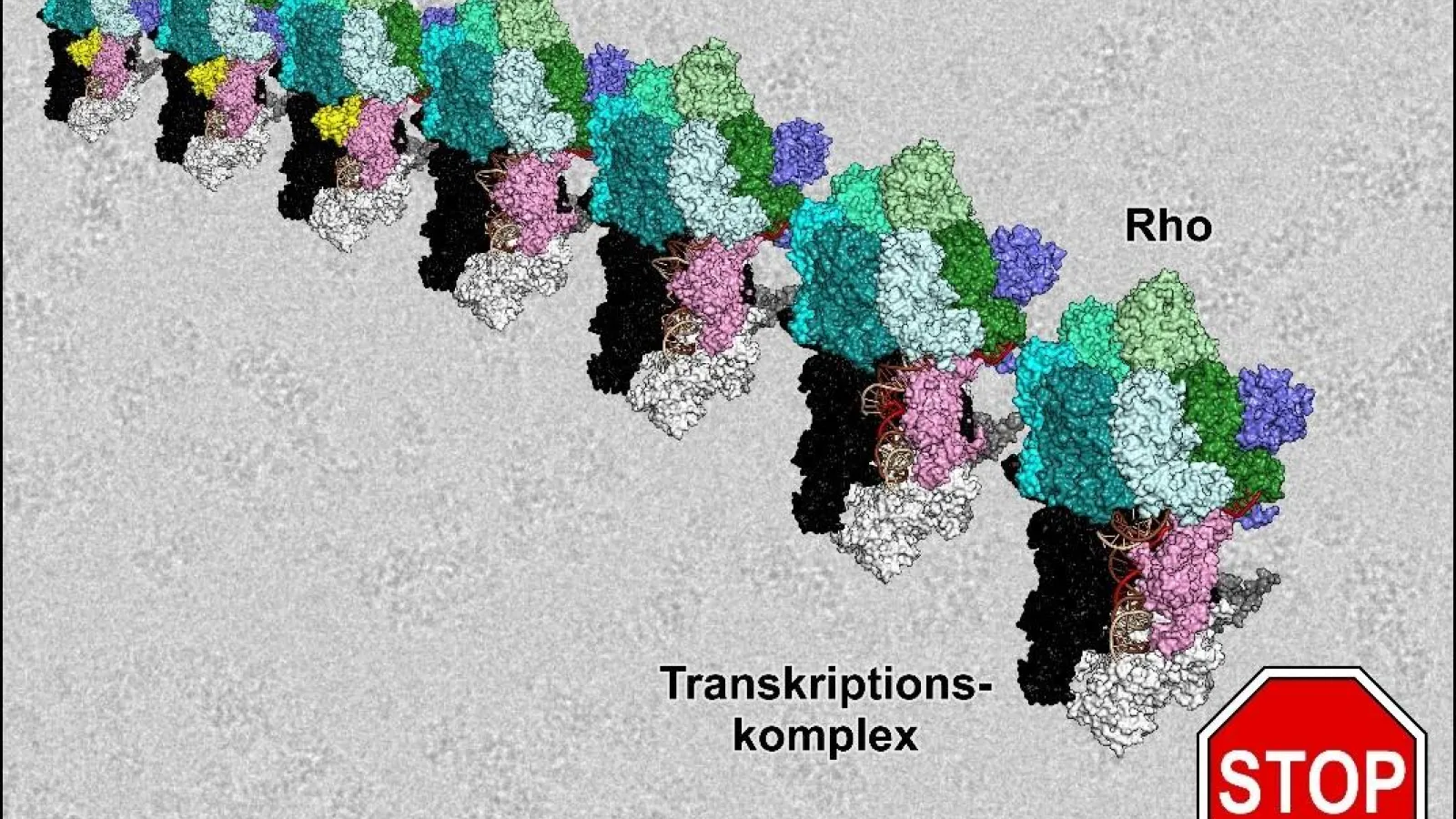 RNA "train"