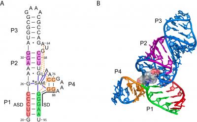 RNA