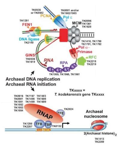 Diagram of Archaeal DNA Replication