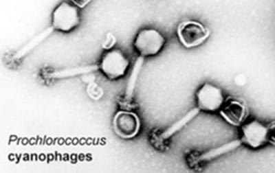Prochlorococcus cyanophages.