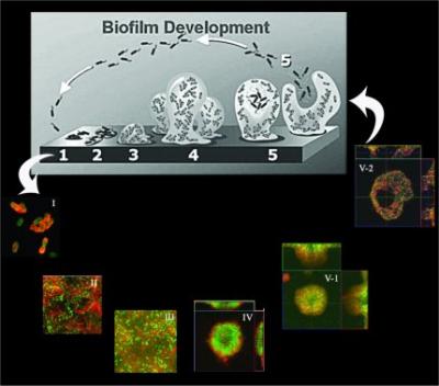 Biofilm Development