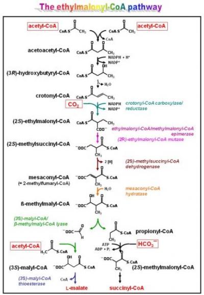The ethylmalogyl-CoA pathway.