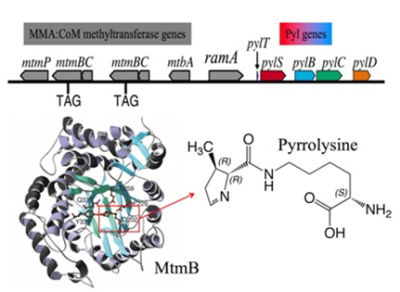 Methanogenesis and Pyrrolysine, the 22ndAmino Acid