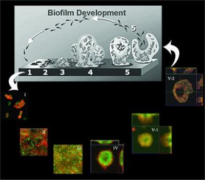 Biofilm Development