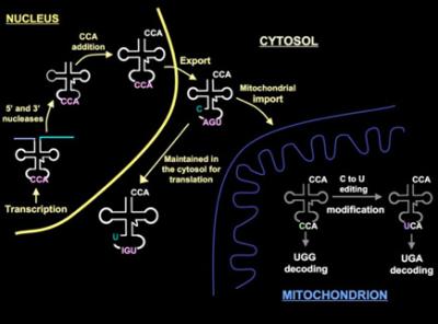 Diagram illustrating tRNA editing